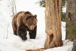 aislado oso negro pardo grizzly caminando sobre la nieve foto