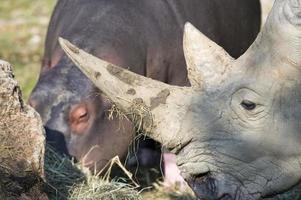 white rhino portrait with a hippo photo