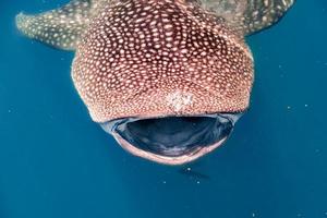 tiburón ballena boca abierta cerrar retrato bajo el agua foto