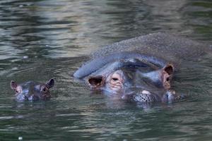 baby and big mother hippo portrait photo