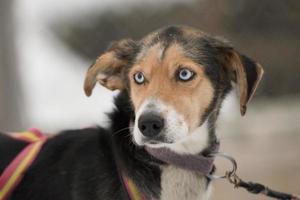 sledding with sled dog in lapland in winter time photo