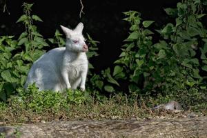 white wallaby photo