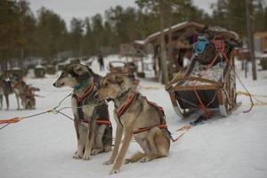 sledding with sled dog in lapland in winter time photo