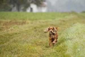 happy puppy dog running to you in autumn countryside photo