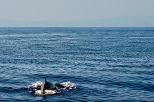 Rare Goose Beaked whale dolphin Ziphius cavirostris photo