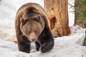 Brown bear walking on the snow photo