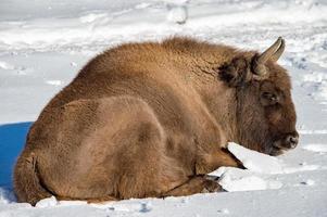 bisonte europeo relajándose en la nieve foto