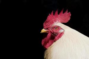 A white rooster cock portrait photo