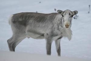 lapland reindeer portrait in winter snow time photo