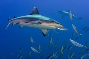 Grey shark jaws ready to attack underwater close up portrait photo