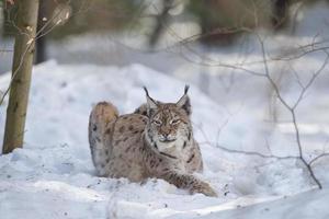 lince en la nieve mientras caza foto