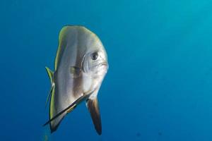 bat fish portrait photo