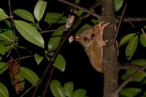 tarsius indonesio endémico pequeño mono nocturno foto