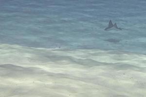 eagle ray manta while diving in Maldives photo