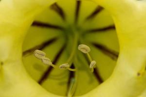 Yellow tropical Hibiscus pistil macro photo