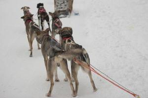 sledding with sled dog in lapland in winter time photo