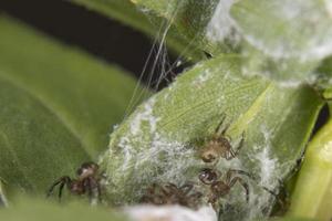 Spider Family on a leaf photo