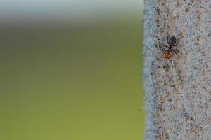 A red head ant on wall photo