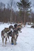 sledding with sled dog in lapland in winter time photo