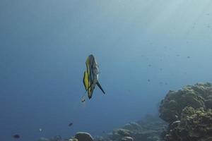 bat fish portrait photo