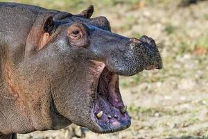 hipopótamo cierra el retrato mientras bosteza foto