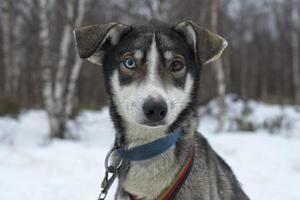 sledding with sled dog in lapland in winter time photo