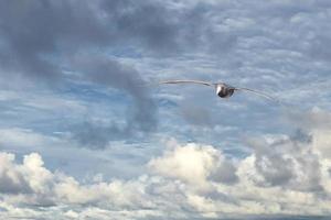 patagonia petrel bird while flying photo