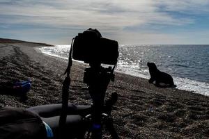 camera on the beach witj sea lion photo