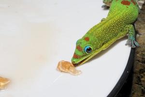 Gold dust day gecko while looking at you photo