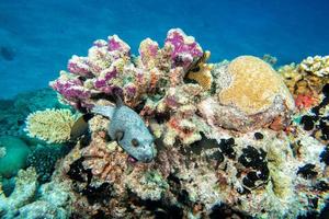 colorful ball puffer fish on the reef background photo