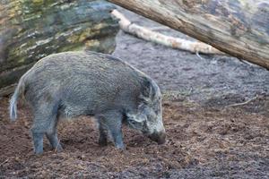 A wild pork portrait photo