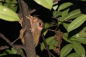 tarsius retrato de mono indonesio nocturno foto