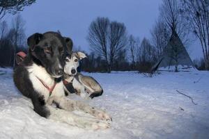 sledding with sled dog in lapland in winter time photo