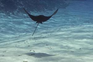 Underwater portrait of eagle ray manta in Maldives photo
