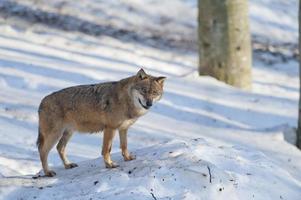 A grey wolf isolated in the snow while looking at you photo