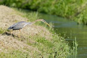 Red heron bird photo