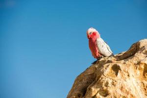 Australia cacatua galahs close up portrait photo