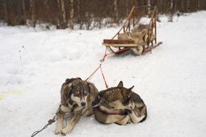 sledding with sled dog in lapland in winter time photo