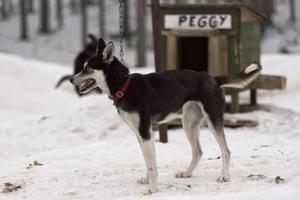 sledding with sled dog in lapland in winter time photo