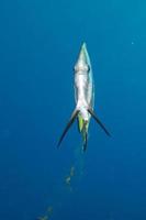 bat fish portrait photo