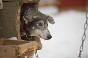 sledding with sled dog in lapland in winter time photo