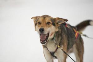 sledding with sled dog in lapland in winter time photo