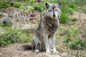 Grey wolf while looking at you photo