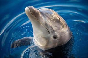 dolphing smiling close up portrait photo