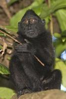 crested black macaque while looking at you in the forest photo