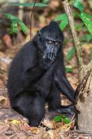 mono macaco negro con cresta en el bosque foto