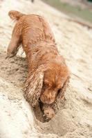 Newborn puppy English cocker spaniel dog digging sand photo