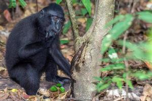 mono macaco negro con cresta en el bosque foto