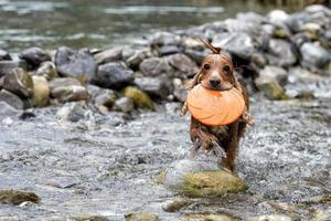 Happy Dog English cocker spaniel while running to you photo