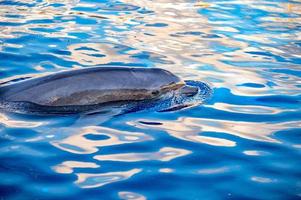 dolphing smiling eye close up portrait photo